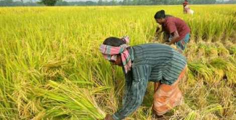৭ লাখ প্রান্তিক কৃষকের ৬০৪ কোটি টাকা ঋণ মওকুফ