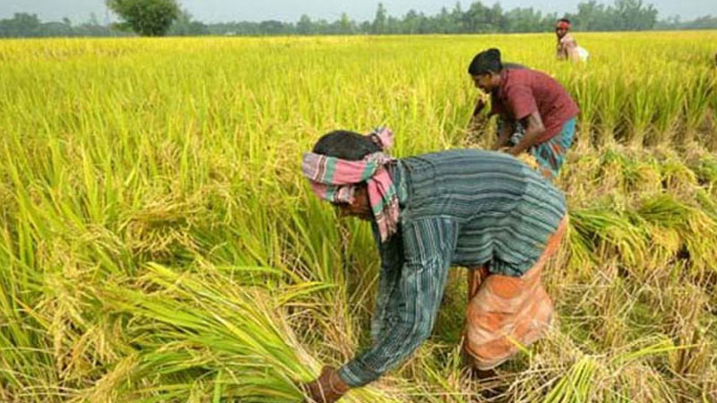 ৭ লাখ প্রান্তিক কৃষকের ৬০৪ কোটি টাকা ঋণ মওকুফ