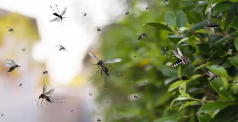 ওয়াশিংটন ডিসিতে ছাড়া হচ্ছে ৬ লাখ মশা