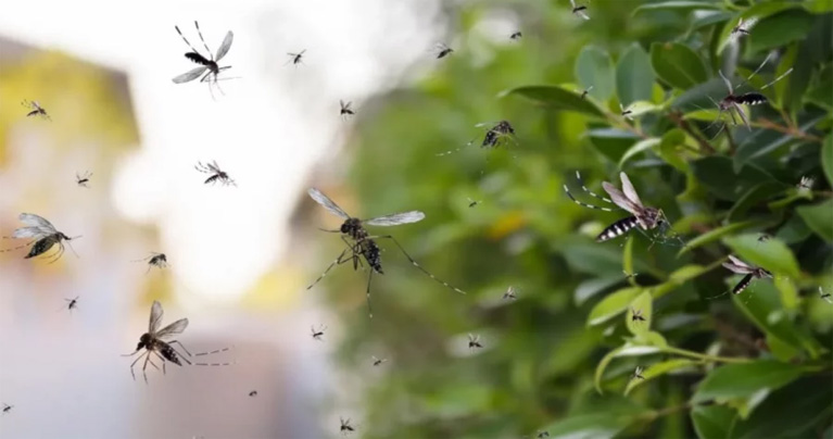 ওয়াশিংটন ডিসিতে ছাড়া হচ্ছে ৬ লাখ মশা
