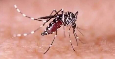 ডেঙ্গু পরিস্থিতি ভয়াবহ: ২৪ ঘণ্টায় রেকর্ড ৮৭০ আক্রান্ত, খুলনা বিভাগে ১ জনের মৃত্যু