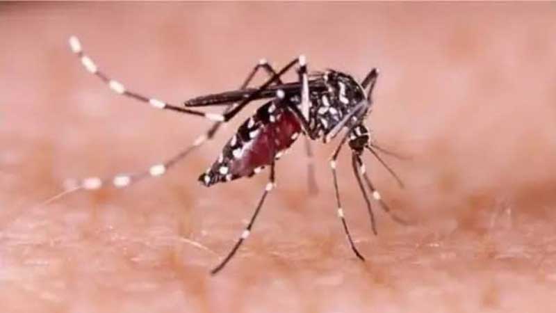 ডেঙ্গু পরিস্থিতি ভয়াবহ: ২৪ ঘণ্টায় রেকর্ড ৮৭০ আক্রান্ত, খুলনা বিভাগে ১ জনের মৃত্যু