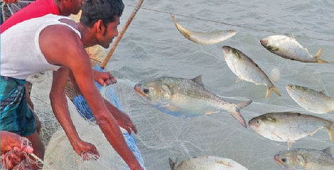 সাগরে এক জালেই ৪৬ মণ ইলিশ, বিক্রি প্রায় অর্ধকোটি টাকা