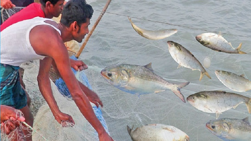 সাগরে এক জালেই ৪৬ মণ ইলিশ, বিক্রি প্রায় অর্ধকোটি টাকা