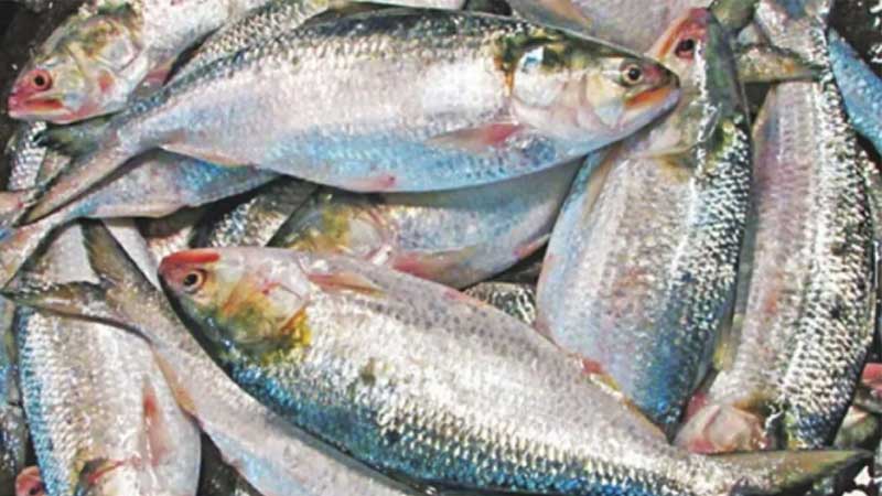 দুর্গাপূজায় পদ্মার ইলিশ চায় ভারতের ব্যবসায়ীরা