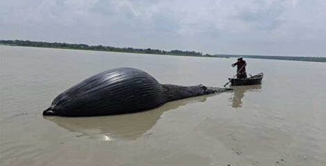 তালতলীর আন্দারমানিক নদীতে ভেসে এলো ৩০ ফুট লম্বা মৃত তিমি