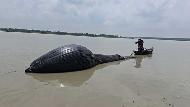 তালতলীর আন্দারমানিক নদীতে ভেসে এলো ৩০ ফুট লম্বা মৃত তিমি