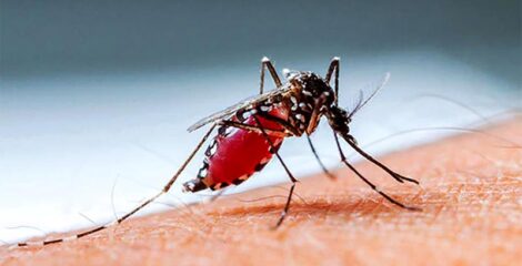 এডিসের বংশবিস্তার রোধে বছরব্যাপী সচেতনতামূলক অভিযানের আহ্বান