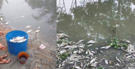 পূর্ব শত্রুতার জেরে পুকুরে বিষ প্রয়োগ: ১২ লাখ টাকার আর্থিক ক্ষতির আশঙ্কা