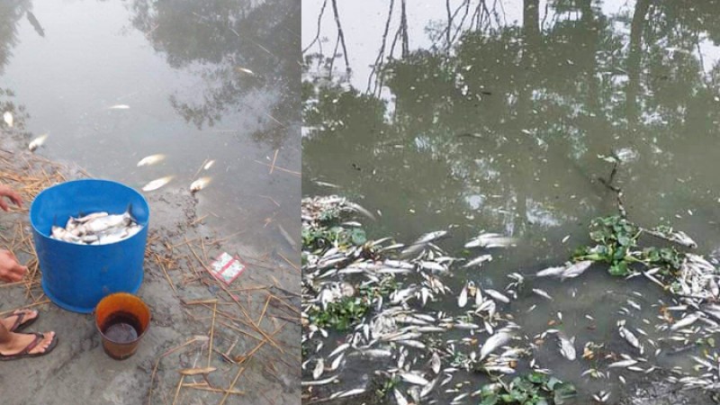 পূর্ব শত্রুতার জেরে পুকুরে বিষ প্রয়োগ: ১২ লাখ টাকার আর্থিক ক্ষতির আশঙ্কা