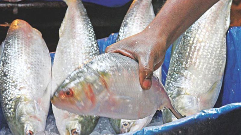 হঠাৎ বন্ধ হলো ভারত থেকে ইলিশ আমদানি :  বিপাকে ব্যবসায়ীরা